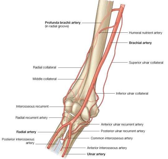 Elbow: Blood supply The elbow anastomosis is made up of 8 arteries: i. 2 Branches of Brachial artery: Superior and Inferior ulna collateral ii. iii. iv.