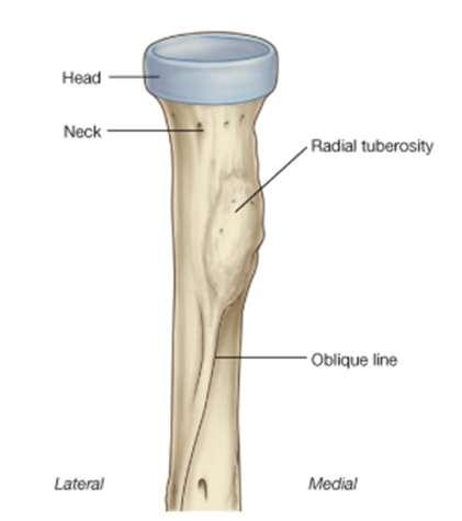Radius Lateral aspect of elbow when in anatomical position