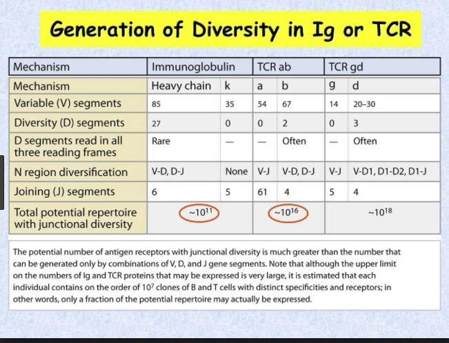 2gWrbSBYm3jwTy9ofACA&q=imunoglobulin+combinatorial+diversity&oq
