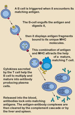 B cells ingest protein antigens into vesicles, degrade them, and display peptides bound to MHC molecules for recognition by helper T cells.