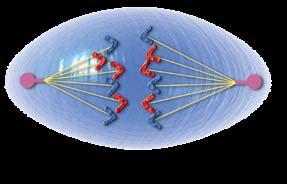 Anaphase is the third phase of mitosis. The spindle lengthens. This makes the cell longer, too. The threads pull the chromosomes toward the poles. Each pole collects an identical set.