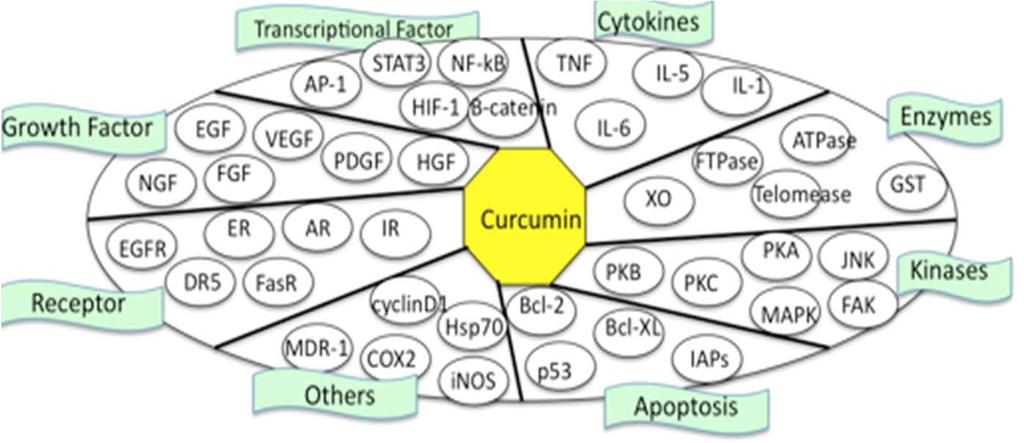 Chapter 1: Curcumin is excellent