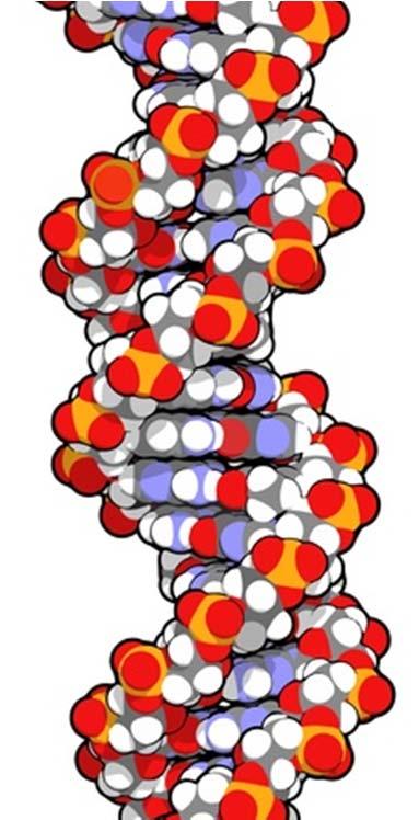 Chapter 4: Molecular targets of analogs Analogs have different mechanisms from approved cytotoxics. This structure is important. GO 035 IC 50 : 1.
