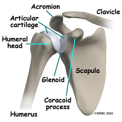Today the shoulder is one of the joints in which the arthroscope is commonly used to both diagnose problems and to perform surgical procedures inside the joint.