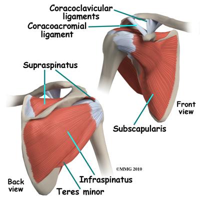 involved? The shoulder is made up of three bones: the scapula (shoulder blade), the humerus (upper arm bone), and the clavicle (collarbone).