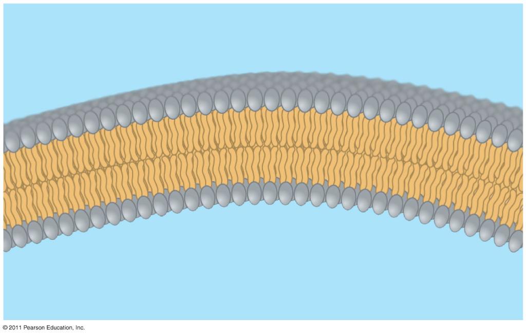 pointing toward the interior The structure of phospholipids results in a bilayer arrangement found in cell membranes Phospholipids are the major component of all cell membranes Hydrophobic tails (a)