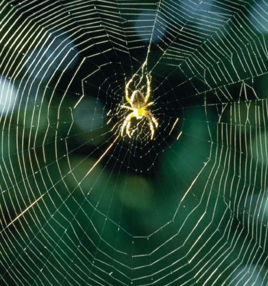 Abdominal glands of the spider secrete silk fibers that form the web The radiating strands, made of dry silk fibers maintained the shape of the web The spiral