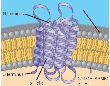 Integral proteins Penetrate the hydrophobic core of the lipid bilayer Are
