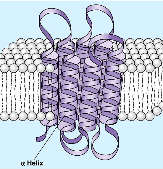 specific material across cell membrane