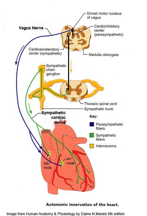 Cervical Vagus Nerve Stimulation (VNS) directly targets parasympathetic withdrawal Parasympathetic innervation of the heart is via the vagus nerve.