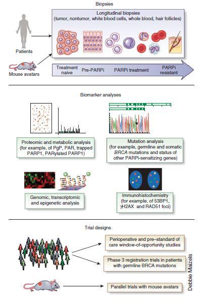 Preclinical models, and especially PATIENT-DERIVED XENOGRAFT MODELS, will be instrumental to develop: 1)