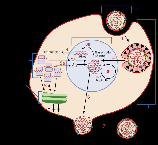 Influenza Replication Cycle adamantane drugs inhibit M2