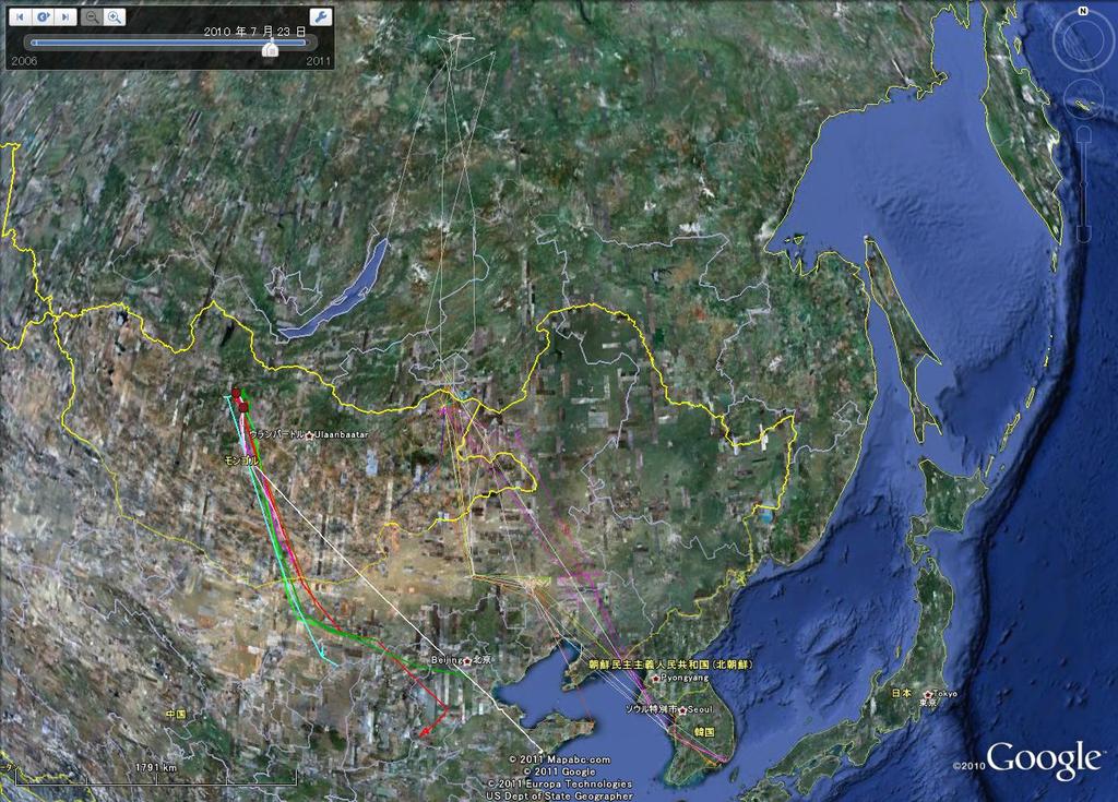 Migration routes of whooper swans in Mongolia The flyways of the six whooper
