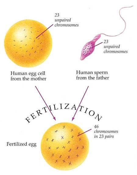 FERTILIZATION OCCURS WHEN Genetic Material DNA from a