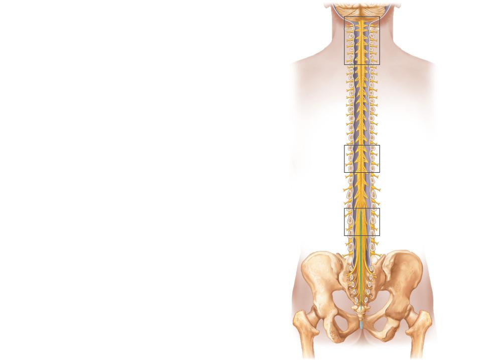 anchors the cord Caudaequina= bundle of lower (a) The spinal cord and its nerve roots, with the bony vertebral arches removed.