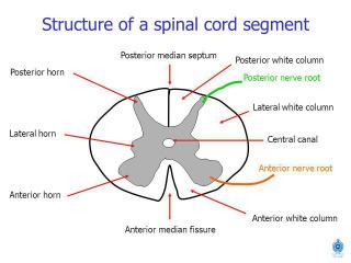 Pia Arachnoid Spinal dura matter Site of inters& motor cell body synapses All cell bodies in spinal gray matter are multipolar Regions
