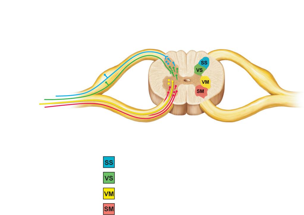 (sensory) ganglion Somatic sensory Visceral sensory Visceral motor Somatic motor Spinal nerve Ventral root (motor) Dorsal horn (inters) Ventral horn (motor s) Inters receiving input from somatic
