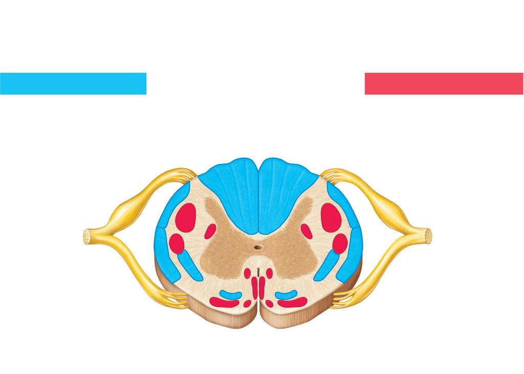 Consist of two or three s First order Second order Third order First-order s Cell bodies in ganglia (dorsal root or cranial) Carry impulses from sensory receptors in muscle and skin to spinal cord