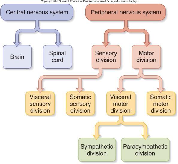 conduct signals from receptors to the CNS.