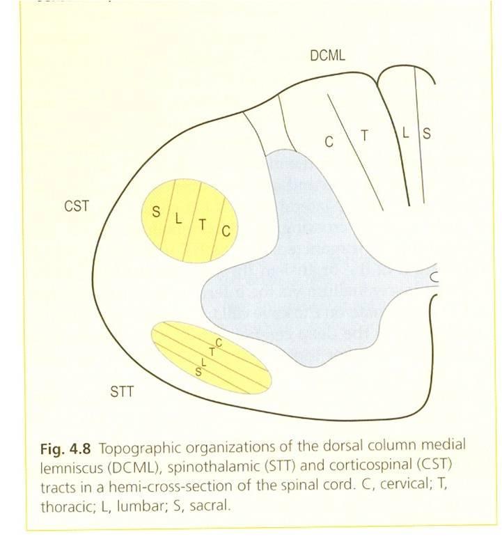 *Cross section in the spinal cord : 1)The dorsal column medial lemniscus : note the spatial arrangement of the fibers (sacral, lumbar, thoracic, cervical ) from medial to lateral respectively.