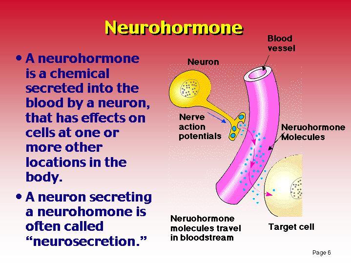 Neurohormone