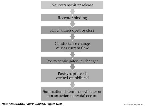 Chapter 6, Neuroscience, 4 th ed, D. Purves et el.