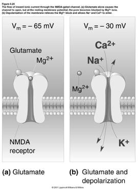 is kicked out of the channel NMDA receptor is now in active state and calcium influx increases.