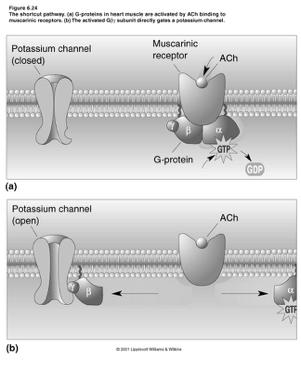 Acetylcholine receptors Nicotinic Ligand gated Implicated in MG Muscarinic G-linked M 1 -M 5 Primary CNS