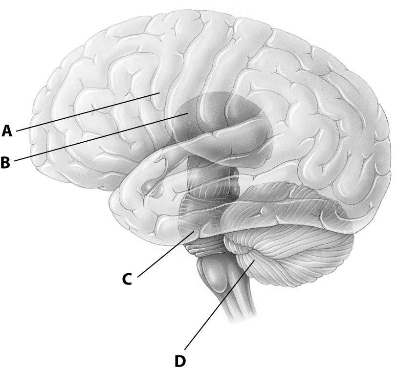 2) Which part of this diagram of the human brain depicts the cerebellum? A) part A B) part B C) part C D) part D Topic: 28.14 28.