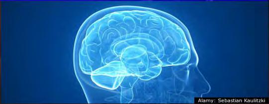 Cognitive stage: brain working Brain activity has been proposed to be important in understanding affective