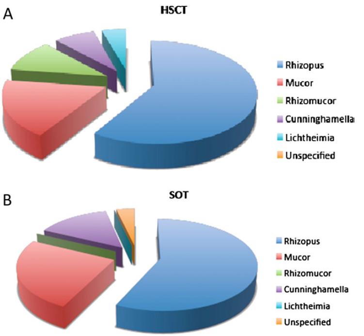 Mucorales Species in HSCT & SOT -