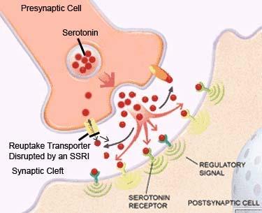 Serotonin Mechanism of Action Wide family of receptors 5HT 1 7 Various subtypes Varying effects Emotion Appetite Sleep Role in Sleep Regulation