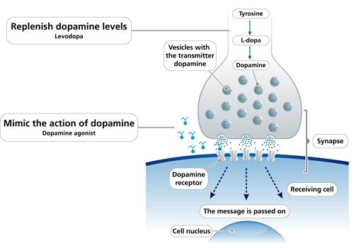Dopamine Agonists Mechanism of Action Affinity for D2 receptors associated with rhythmic movement in caudate nucleus Indication Restless Leg