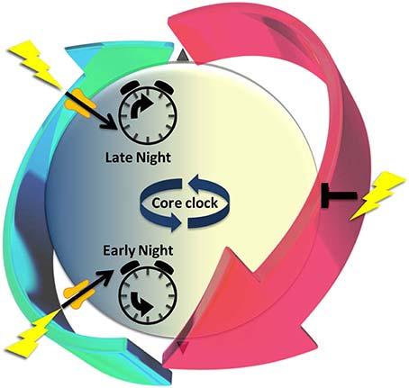Circadian Rhythm Disorders Non 24 hour Disorder Shift Worker Disorders Jet Lag Overnight Schedules Sleep