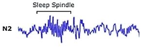 Stage 2 (NREM) Light Sleep State Decreased Heart Rate/Respiration Decreased Body Temperature Muscle Relaxation Sleep Time Per Cycle: 10 25 minutes Total
