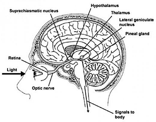 Specialized visual receptors (ancient