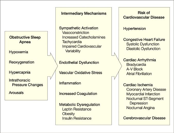 Mechanisms Associated With Obstructive Sleep Apnea That Potentially Contribute to