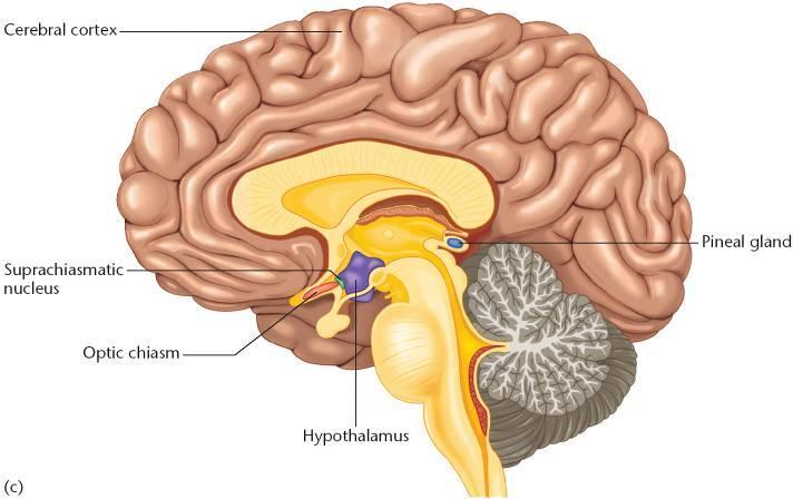 The Suprachiasmic Nucleus When light (zeitgeber) fades, the unsuppressed SCN sends signals to the pineal gland to initiate