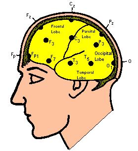 cortex) Amplified Correlated with eye movement
