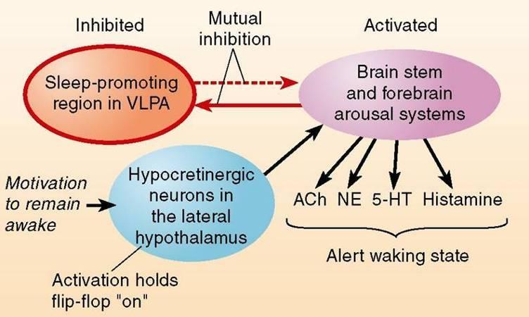 The Sleep Flip-Flop Mechanism Ventrolateral preoptic area of the hypothalamus promotes