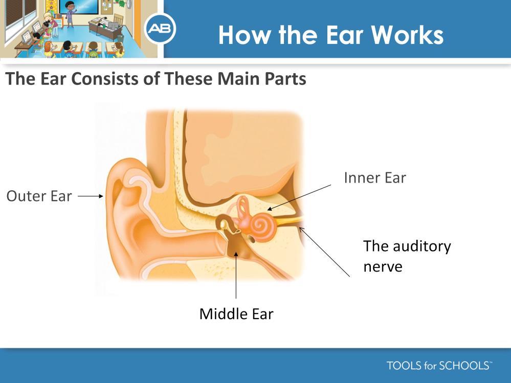 Speaker s Notes: There are three basic parts to the ear: 1. The outer ear or pinna which aids in the collection of sounds from the environment. 2.