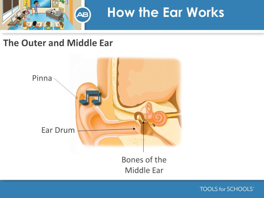 Speakers Notes: The process for hearing begins with the outer ear.