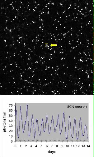 11/21/11 Visualizing Individual SCN Neurons PER2::Luc bioluminescence recorded from mouse SCN neurons in dispersed culture over two weeks If the number of cells is further