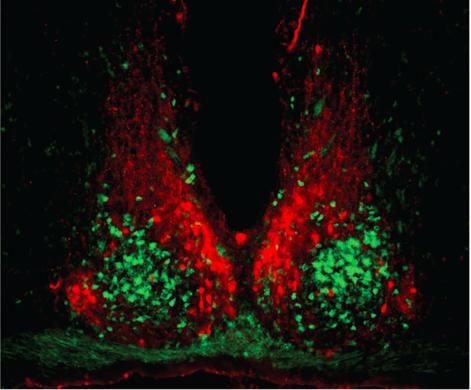 , 2007 Parts of the SCN Paired structure, each side containing ~10,000 neurons in mouse Each side has two regions Core (green fluorescent) Receives external input ~1100