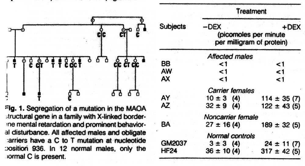 MAOA mutation and aggression MAO activity in