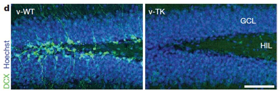 Genetic KO of neurogenesis increases depressionlike behaviors Confocal photographs of dentate gyrus doublecortin (DCX) immunostaining in mice