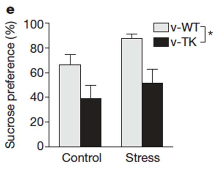Neurogenesis-deficient v-tk mice showed reduced preference for sucrose in an acute test, compared with v- WT mice, under both control and