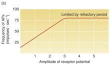 Stimulus Intensity and Dynamic Range From lowest threshold, to upper limit imposed by