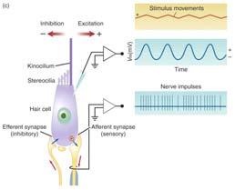 receptors Star-Nosed Mole ( # neurons, subtlety)
