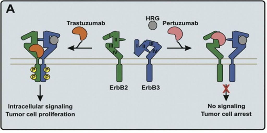 Pertuzumab and trastuzumab bind to